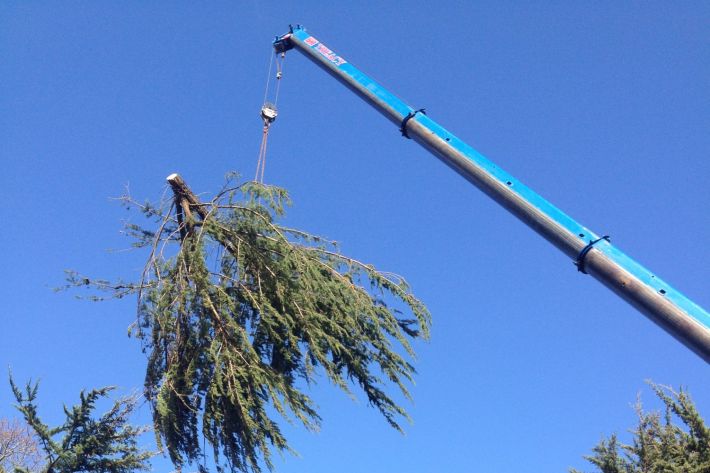 Crane removal of tree, Bransgore