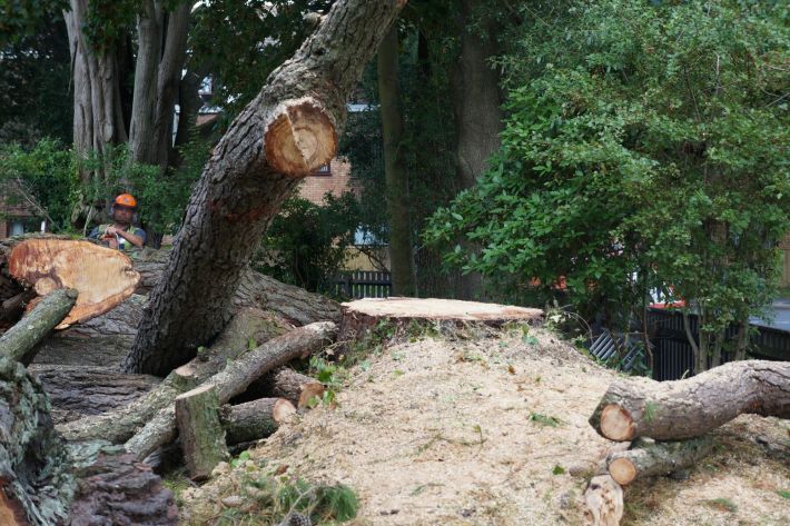 Tree stump, New Milton