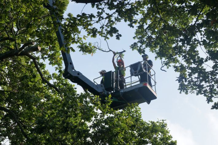 Crown reduction of veteran Oak by MEWP (mobile elevated work platform), Verwood