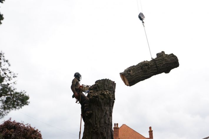 Sectional felling in Southbourne, Bournemouth