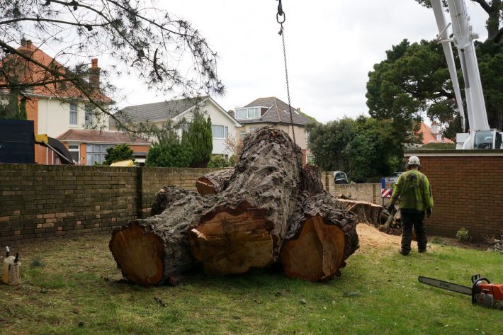 Large timber removal, Southbourne