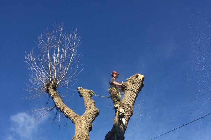 Sectional felling in Poole, Dorset